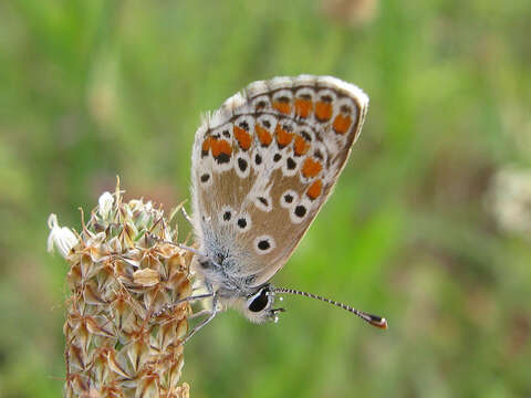 Image of brown argus