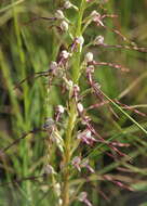 Himantoglossum adriaticum H. Baumann resmi