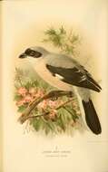 Image of true shrikes