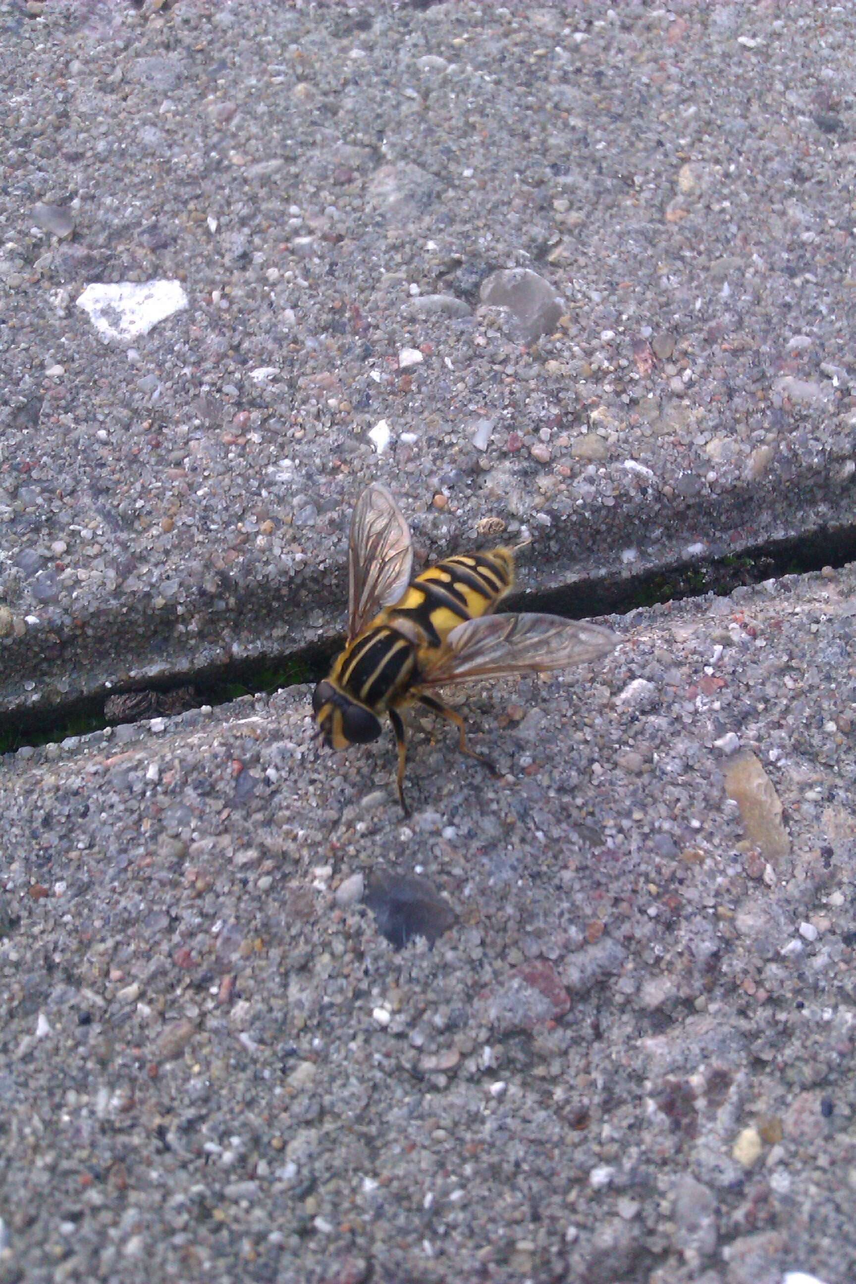 Image of Marsh Hoverfly