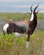 Image of Blesbok