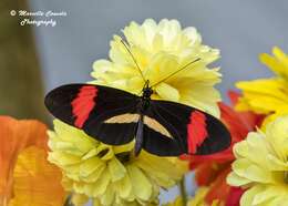 Image of Heliconius melpomene Linnaeus 1758