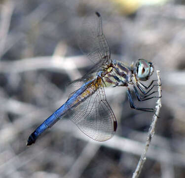 Image of Blue Dasher