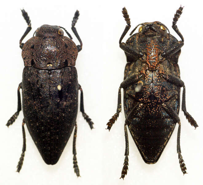 Image of Capnodis