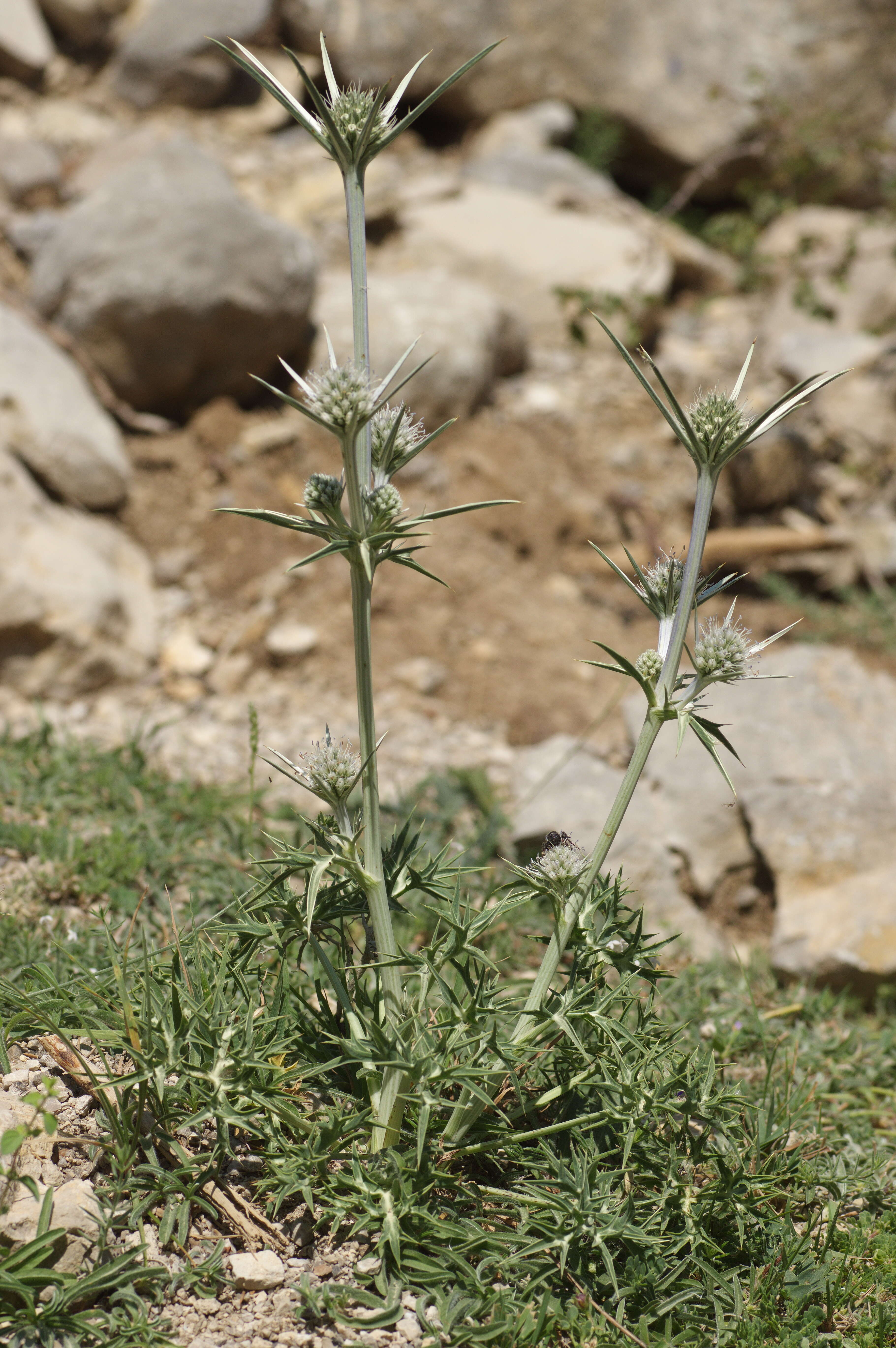 Imagem de Eryngium bourgatii Gouan