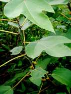 Image of Ficus grossularioides Burm. fil.