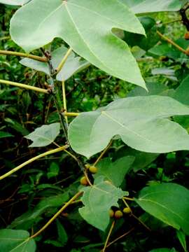 Ficus grossularioides Burm. fil.的圖片