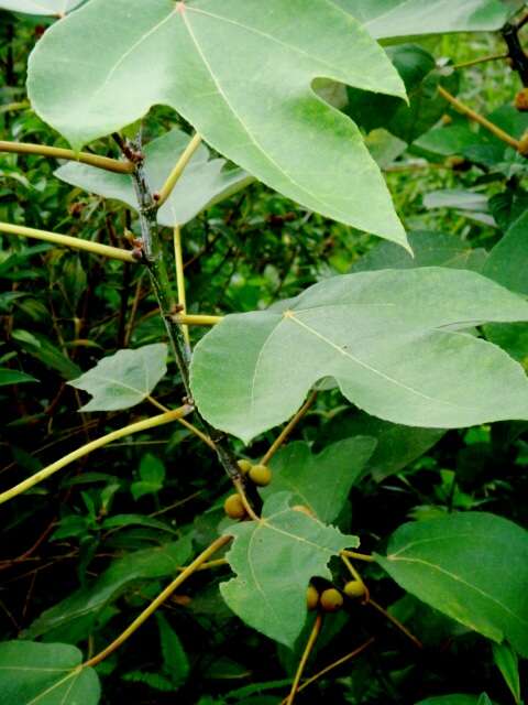 Image of Ficus grossularioides Burm. fil.