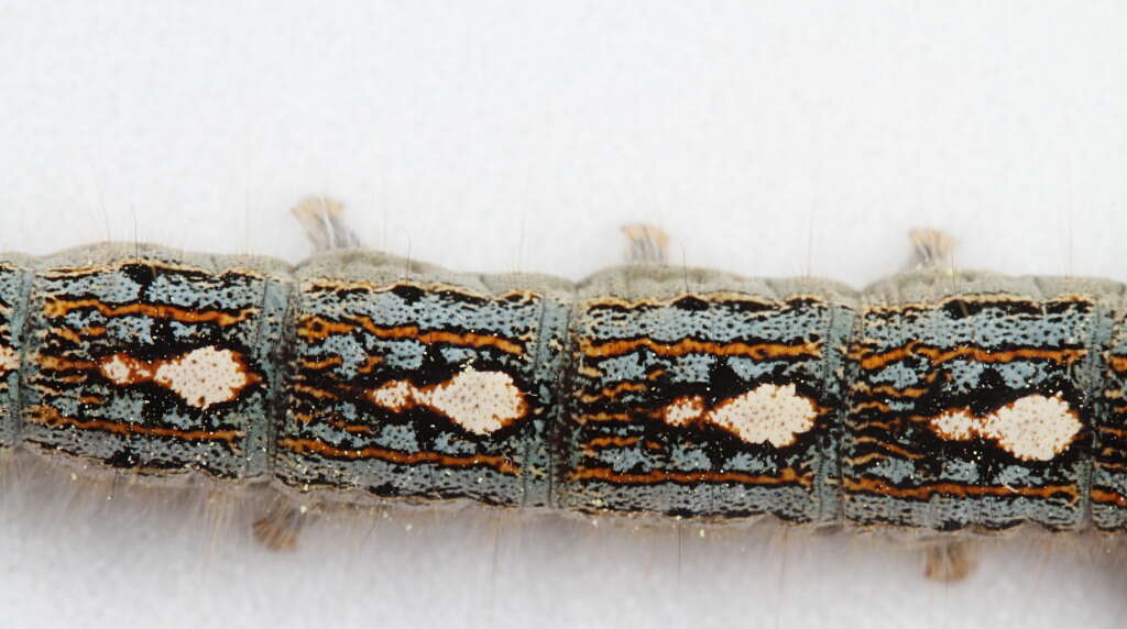 Image of Forest Tent Caterpillar Moth