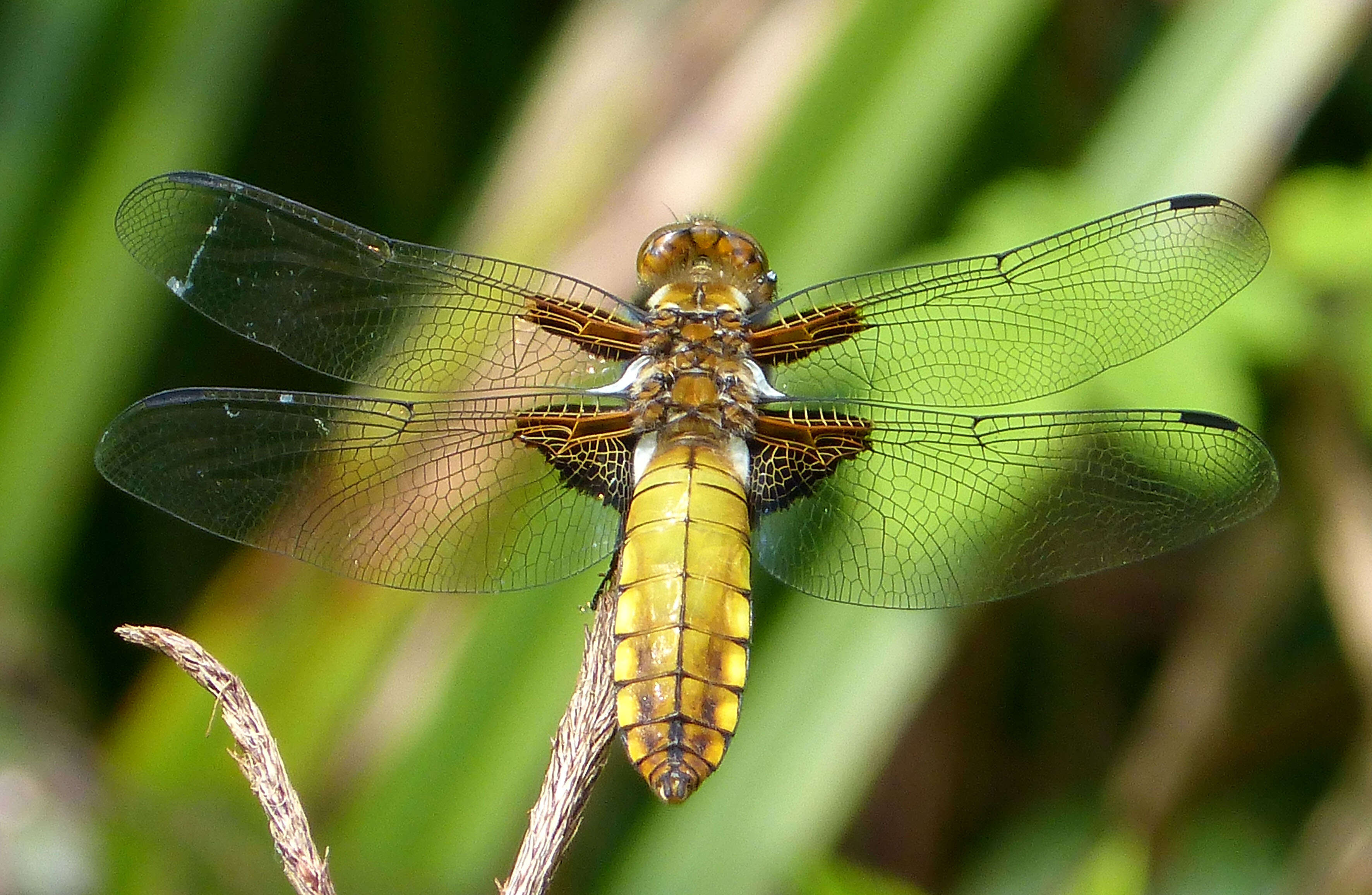 Image of Broad-bodied chaser