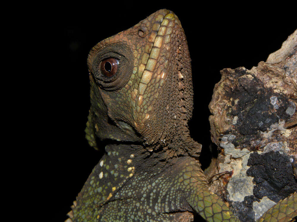 Image of helmet lizards