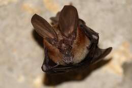 Image of slit-faced bats