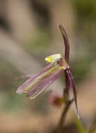 Image of Gnat orchids