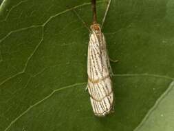 Image de Chrysocrambus linetella Fabricius 1781