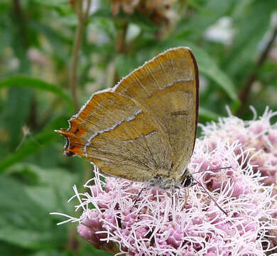 Thecla betulae (Linnaeus 1758) resmi