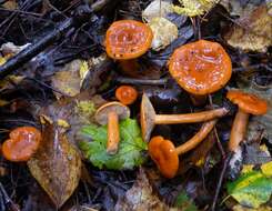 Image of Lactarius aurantiacus (Pers.) Gray 1821