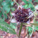 Image de Palicourea glomerulata (Donn. Sm.) Borhidi