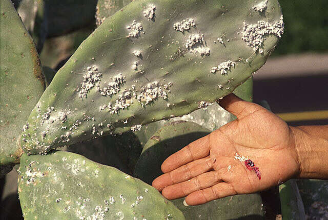 Image of cochineal insects