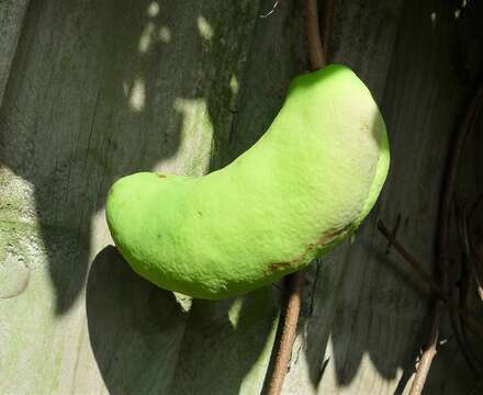 Image of chocolate vine