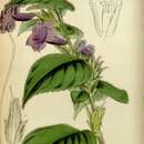 Image of Strobilanthes glomerata (Wall. ex Nees) T. Anders.