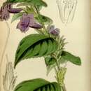 Imagem de Strobilanthes glomerata (Wall. ex Nees) T. Anders.