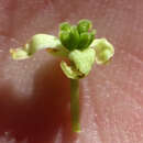 Image of Tasmannia xerophylla