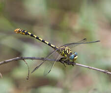 Image of Green-eyed Hooktail