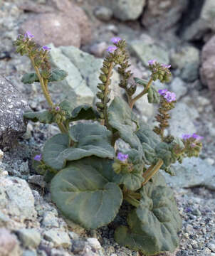 Image of blacktack phacelia