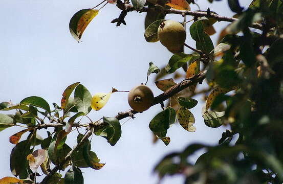 Plancia ëd Pyrus spinosa Forsk.