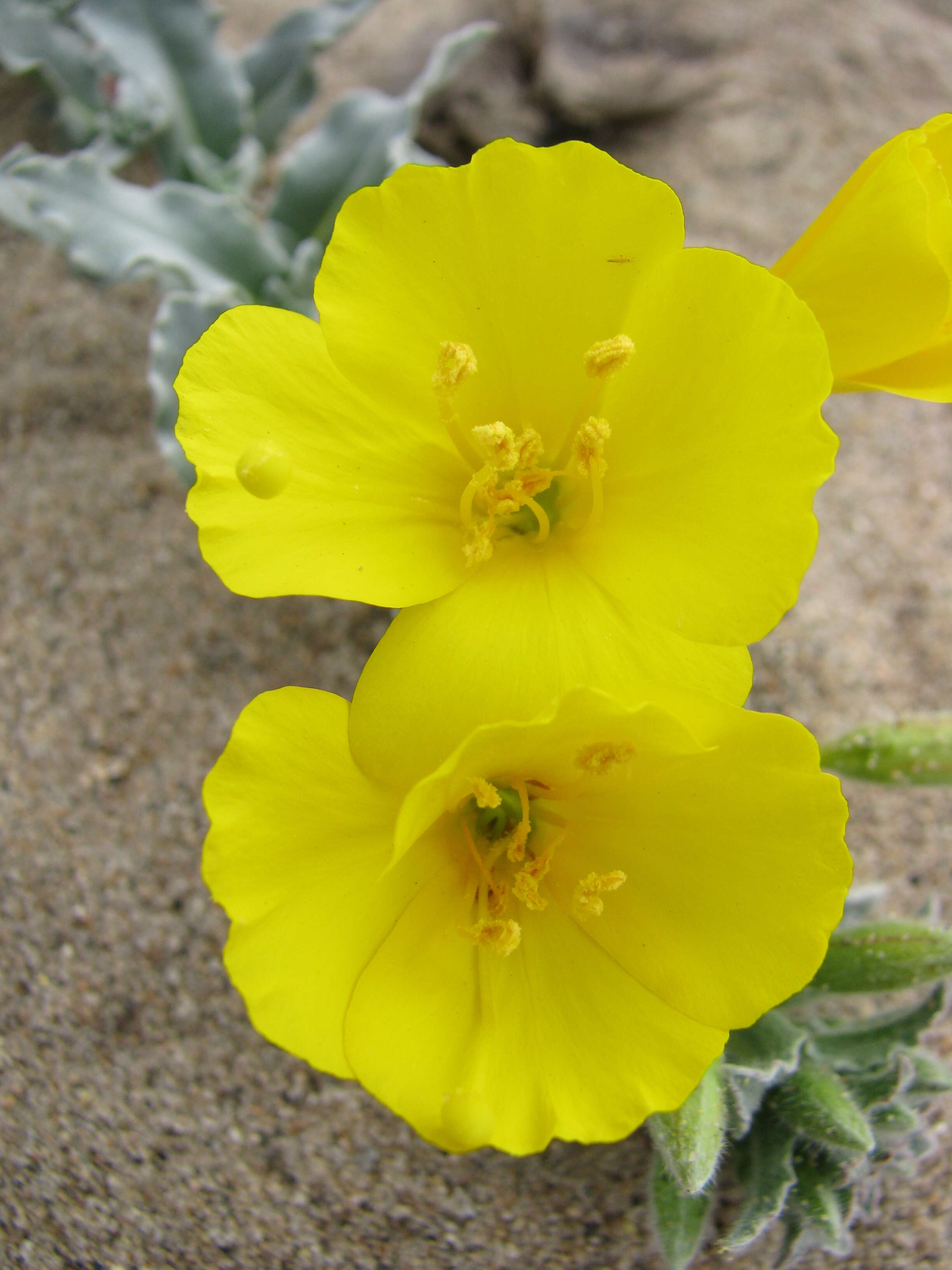 Image of beach suncup