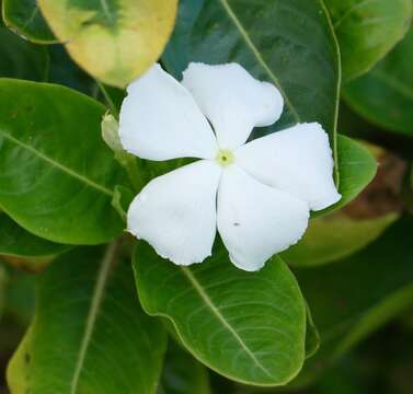 Image of periwinkle