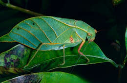 Image of Phylloptera