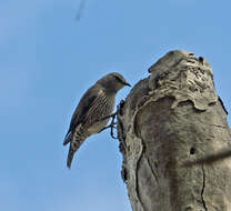 Image of Australo-Papuan treecreepers