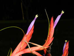 Image of twisted airplant