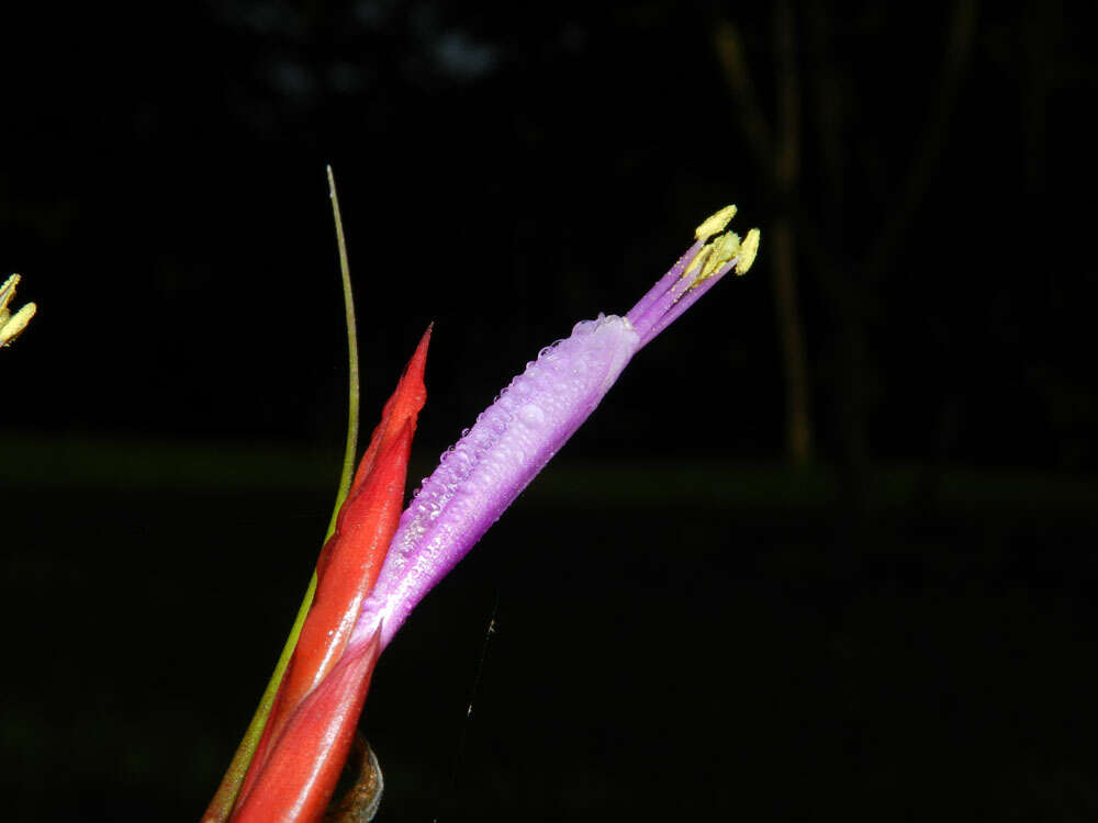 Image of twisted airplant