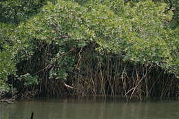 Image of mangrove