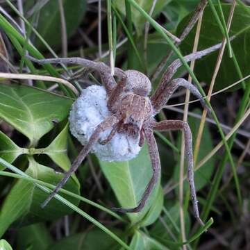 Image of Nursery Web Spiders