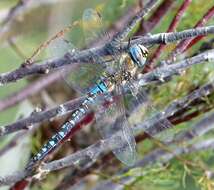 Image of hawker dragonfly