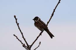 Image of Emberiza Linnaeus 1758