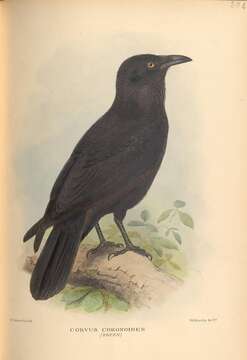 Image of Corvus Linnaeus 1758