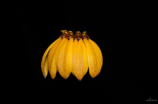 Image of Bulbophyllum mastersianum (Rolfe) J. J. Sm.