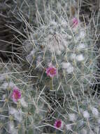 Image of Mammillaria geminispina Haw.