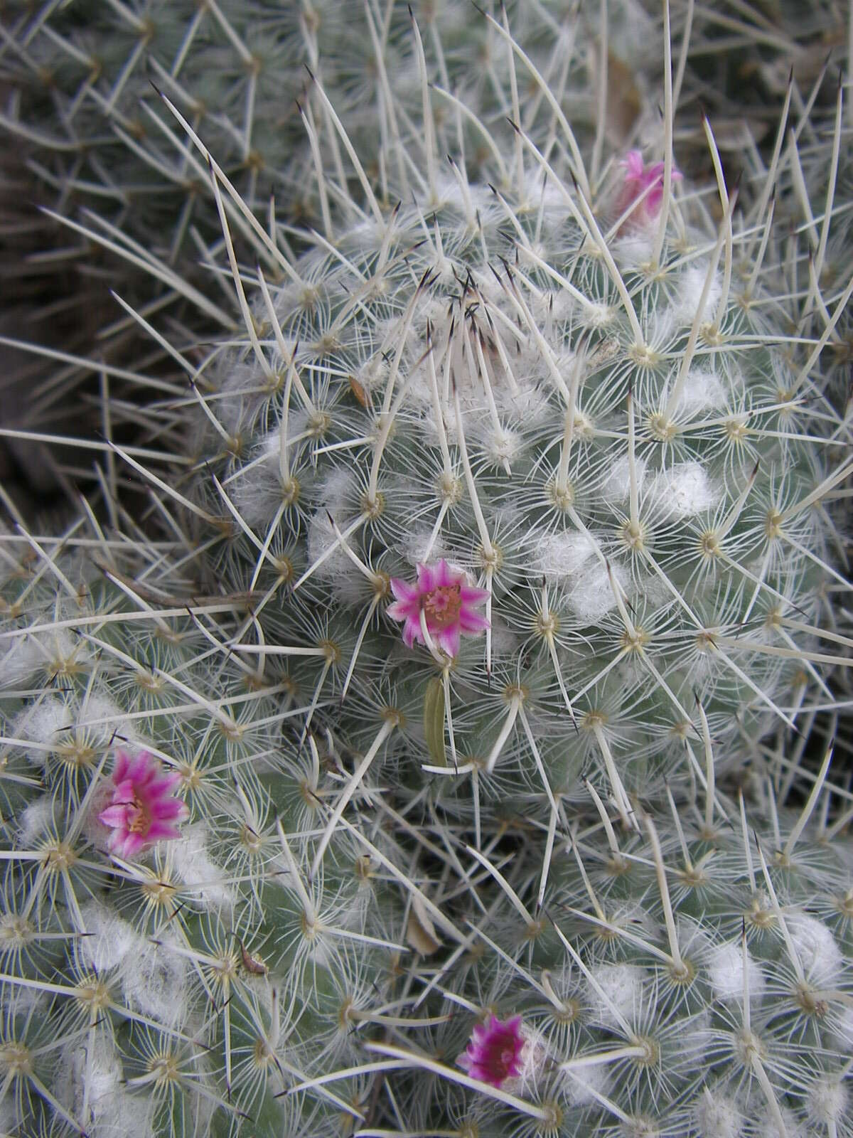 Image of Mammillaria geminispina Haw.