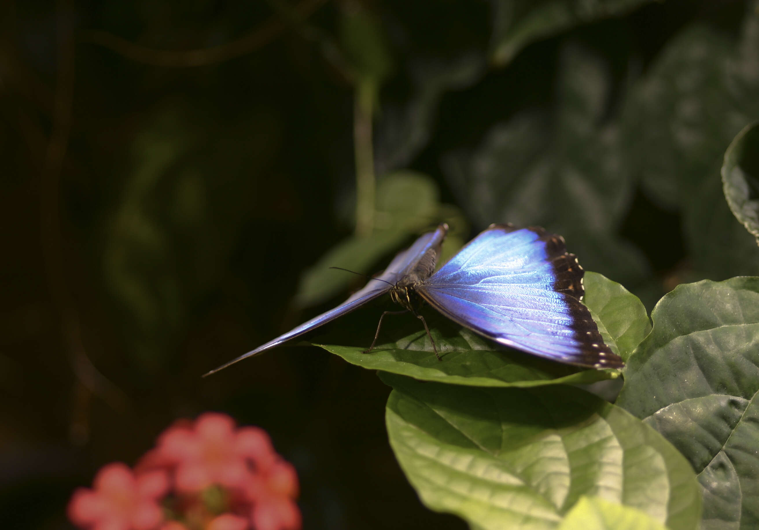 Image of Morpho