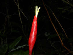 Image of Costus stenophyllus Standl. & L. O. Williams