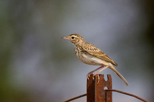 Image de Pipit austral