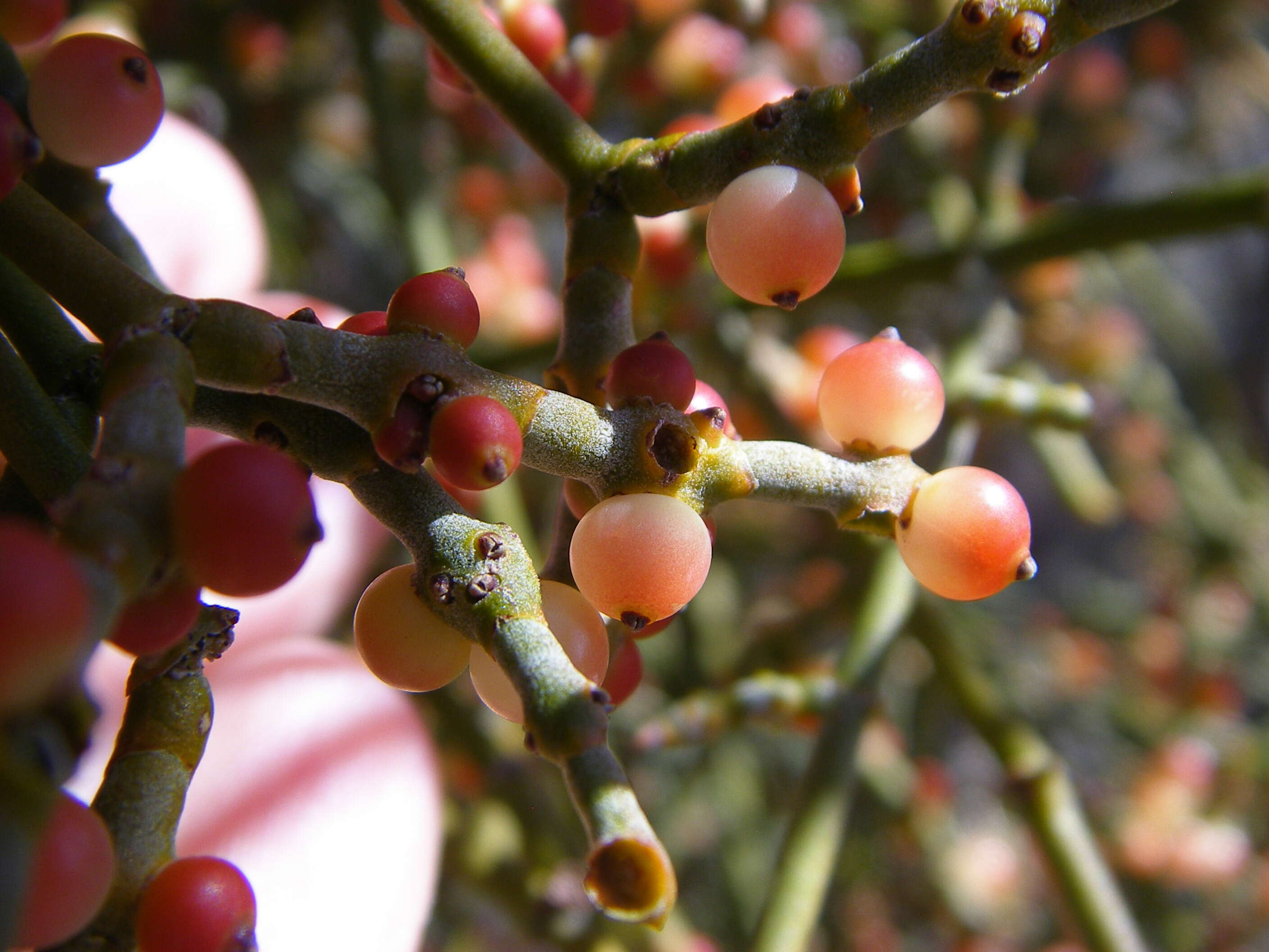 Image of mesquite mistletoe