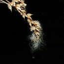 Image of nodding strap airplant