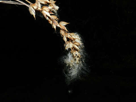 Image of strap airplant