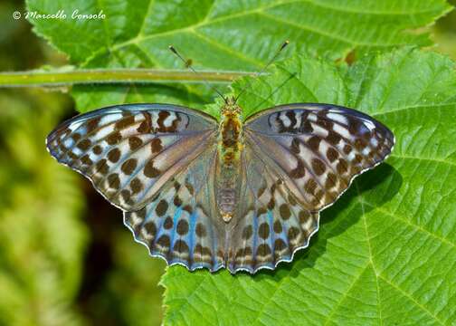 Imagem de Argynnis paphia Linnaeus 1758